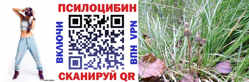 закладка  Санкт-Петербург  Галлюциногенные грибы Psilocybe 